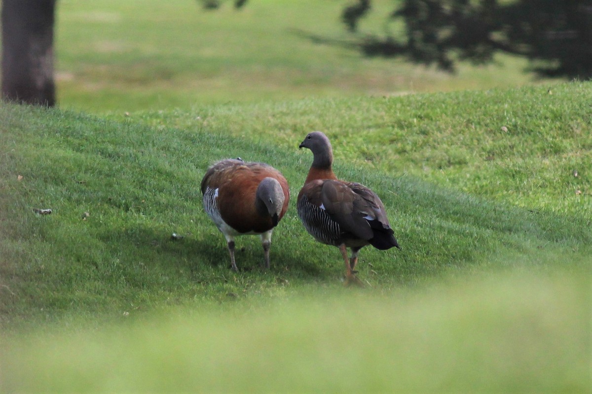 Ashy-headed Goose - ML522714371