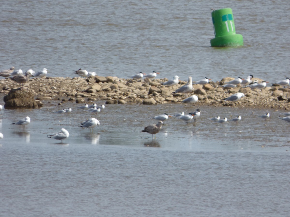 Forster's Tern - ML52271461