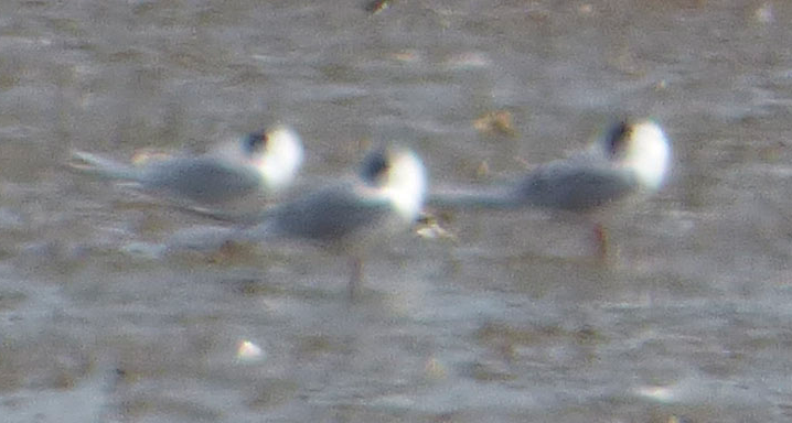 Forster's Tern - ML52271691