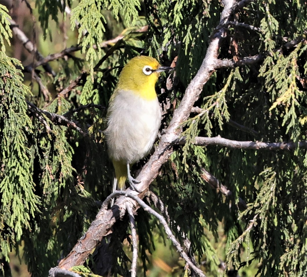 Heuglin's White-eye (Ethiopian) - Sherry Hagen