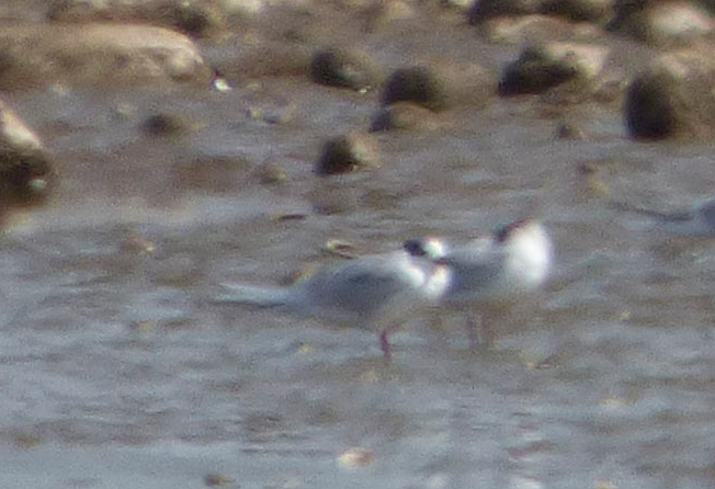 Forster's Tern - ML52271711