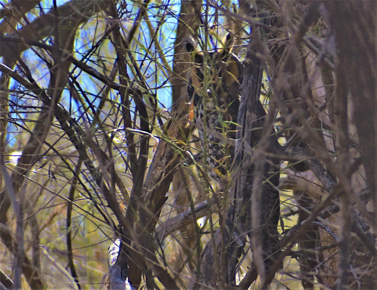 Long-eared Owl - ML522717991