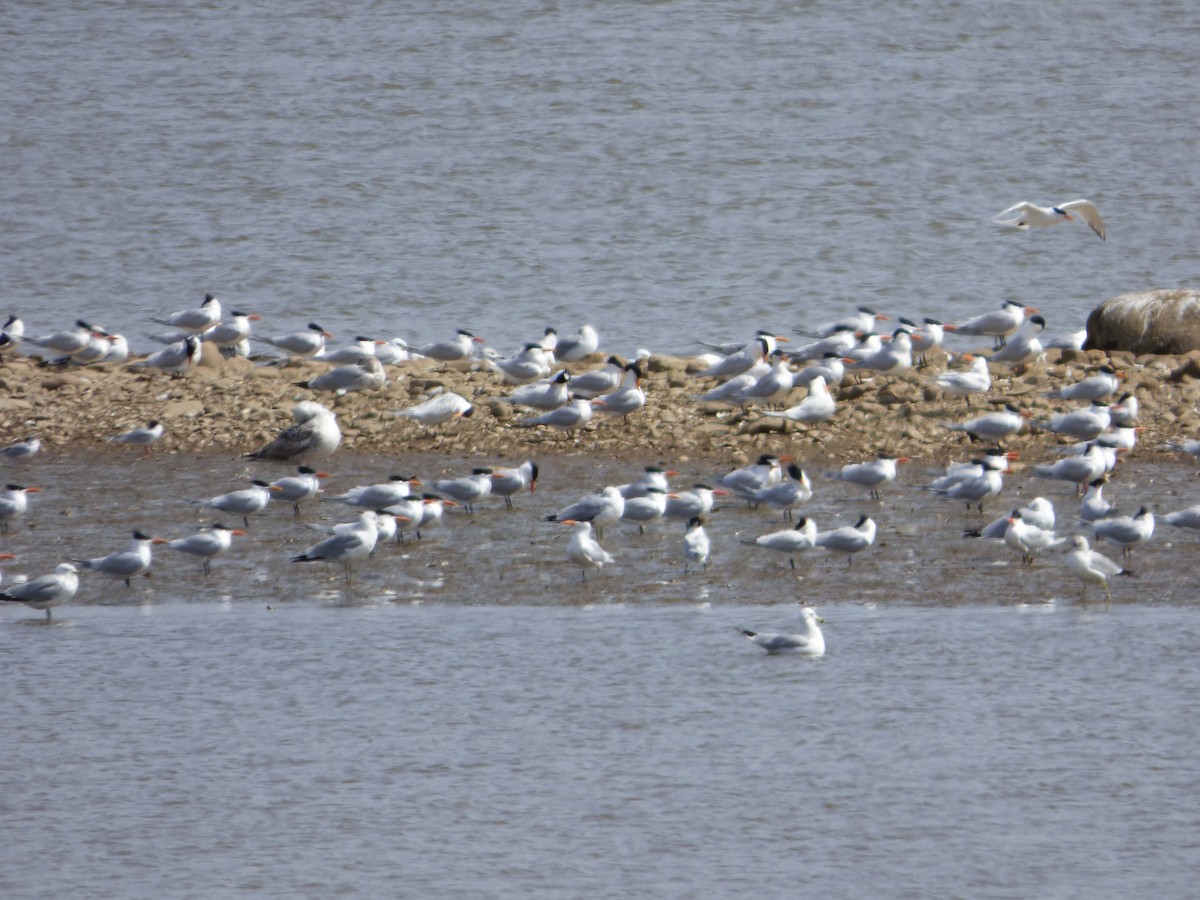 Royal Tern - ML52271851