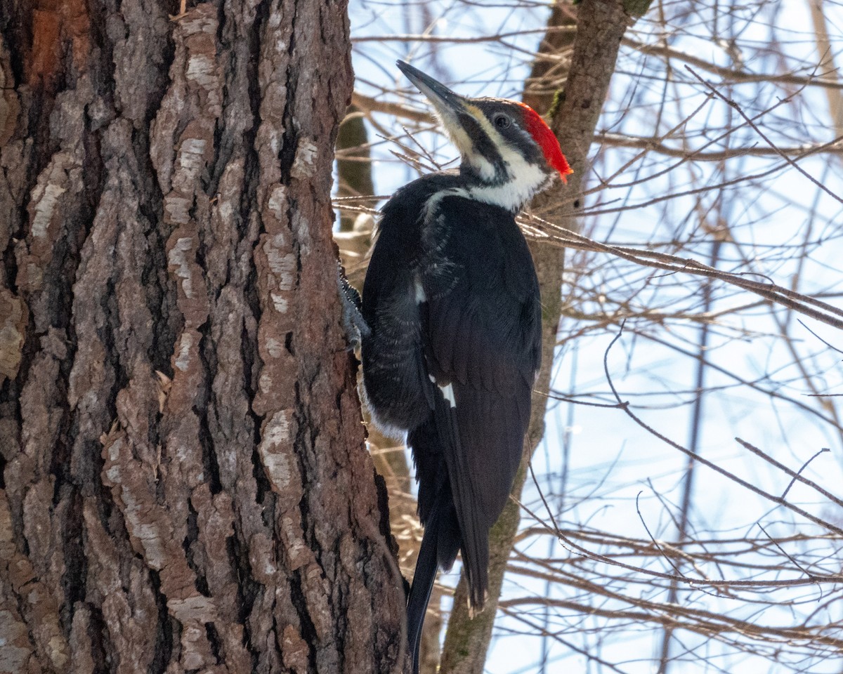 Pileated Woodpecker - ML522720151