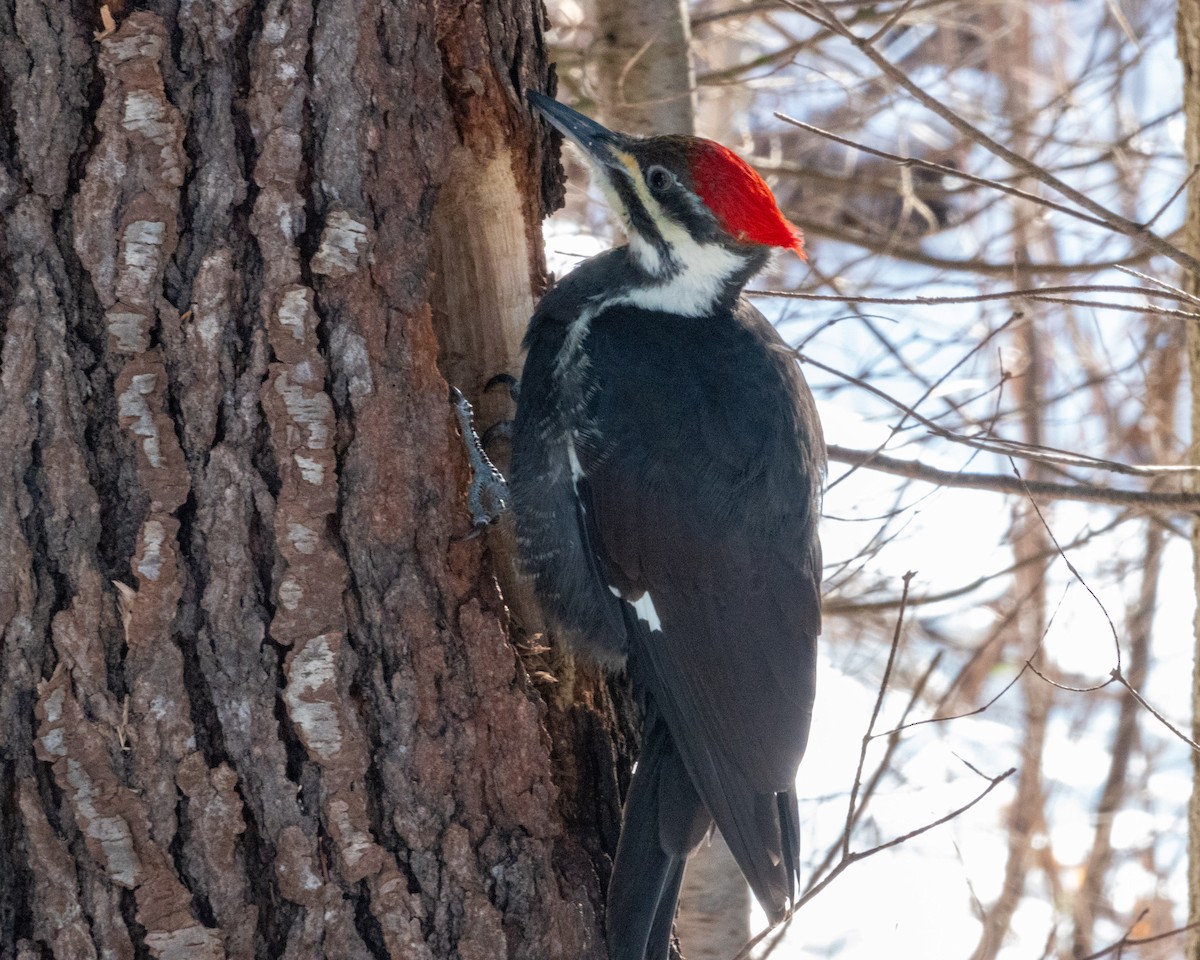 Pileated Woodpecker - ML522720351