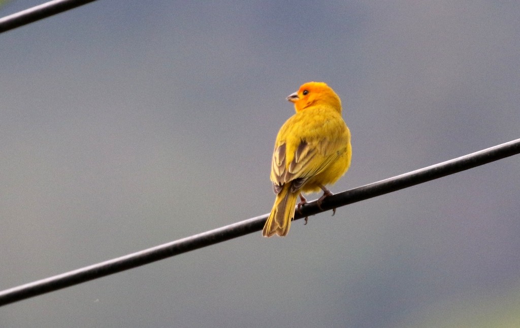 Saffron Finch - ML52272051