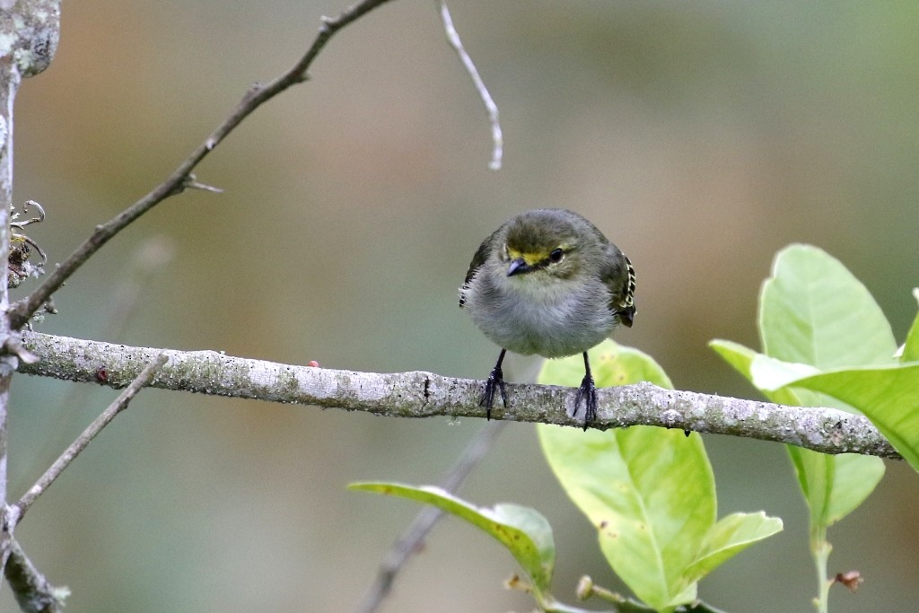 Golden-faced Tyrannulet - ML52272141