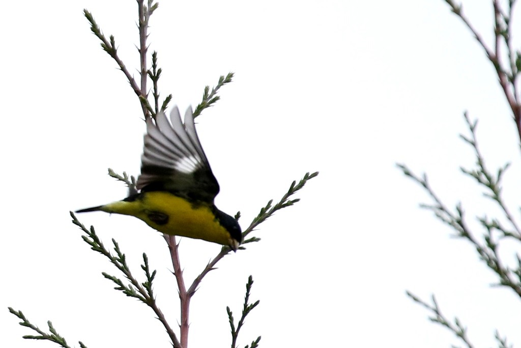 Lesser Goldfinch - ML52272161