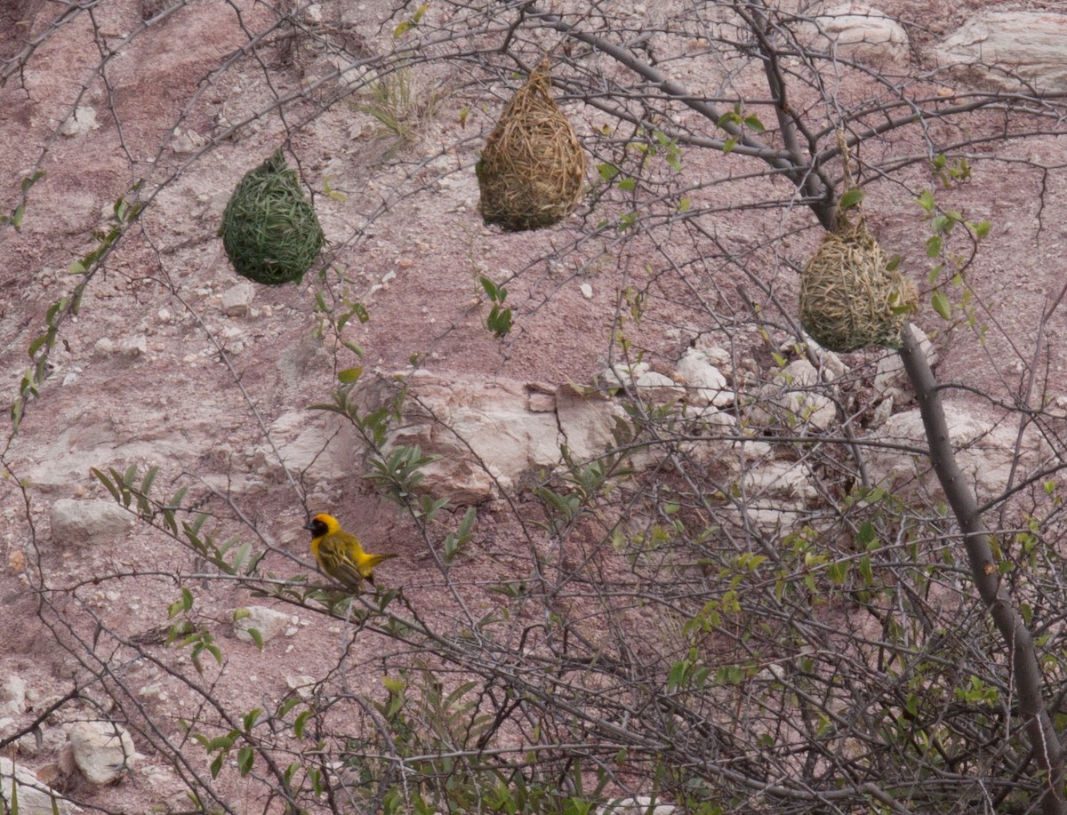 Southern Masked-Weaver - Craig Faulhaber