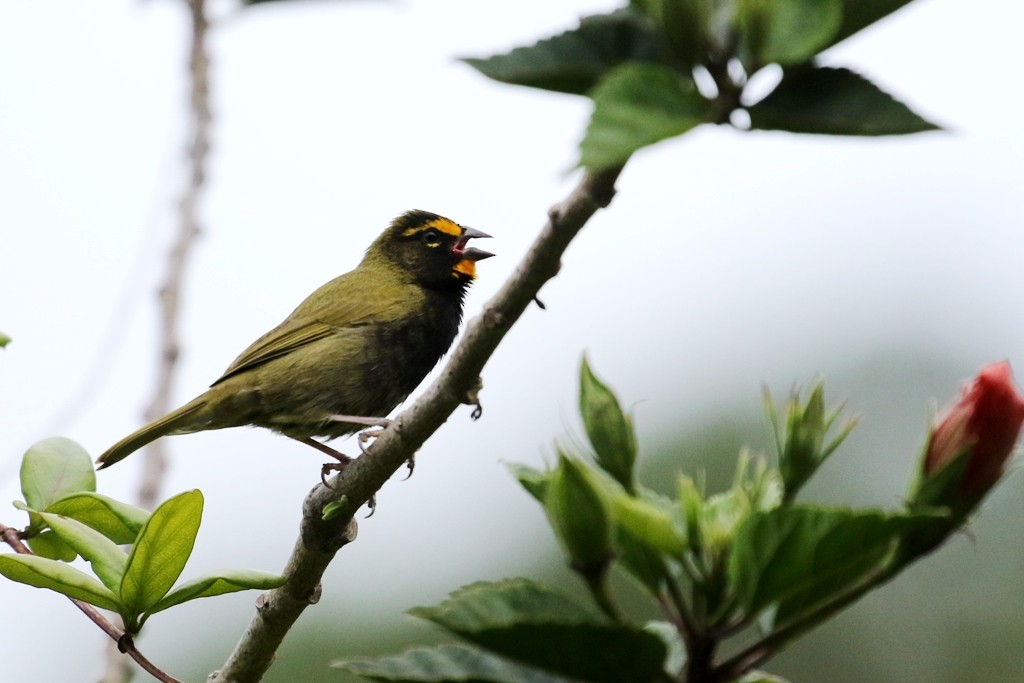 Yellow-faced Grassquit - ML52272301