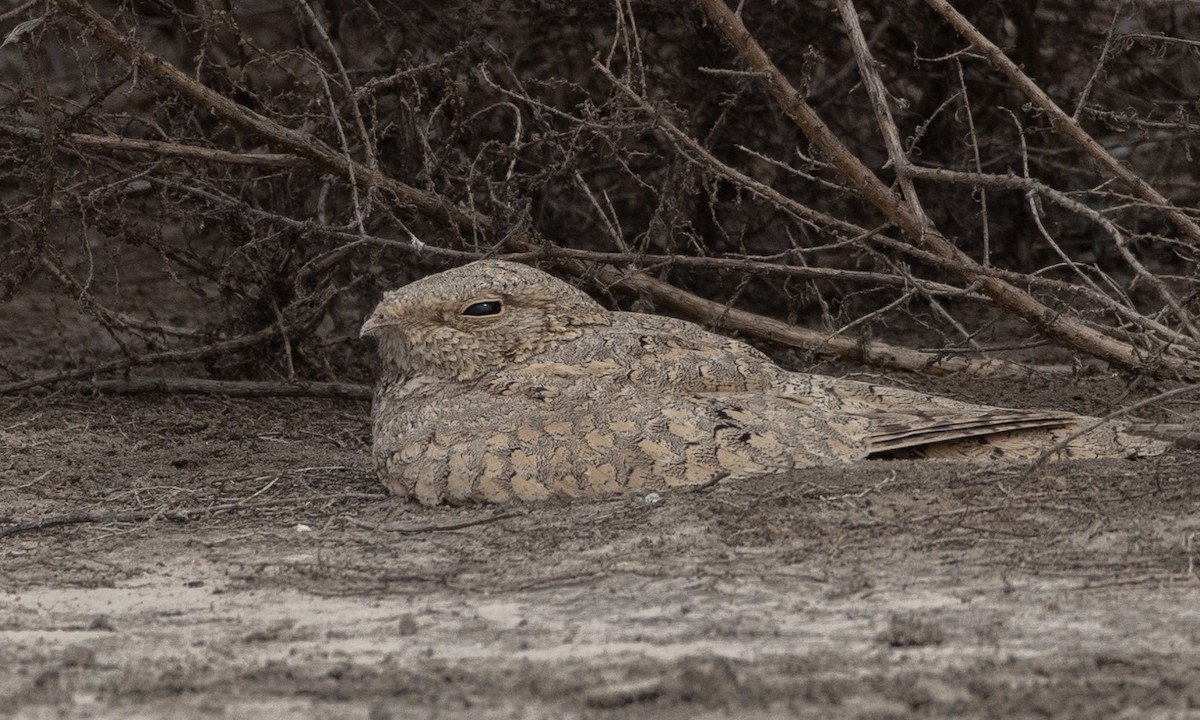 Egyptian Nightjar - ML522725411