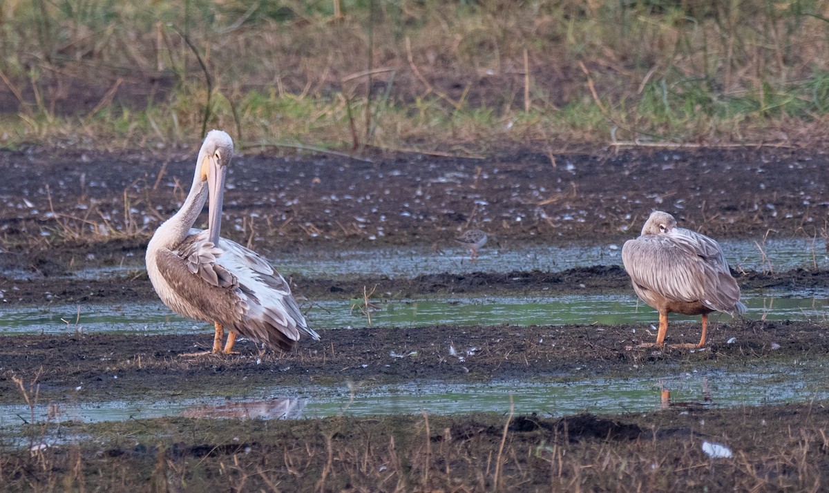 Pink-backed Pelican - ML522726061