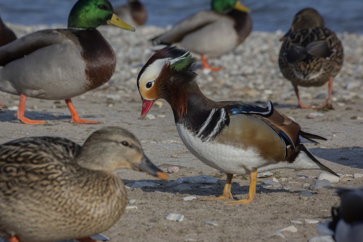 Mandarin Duck - ML522726181