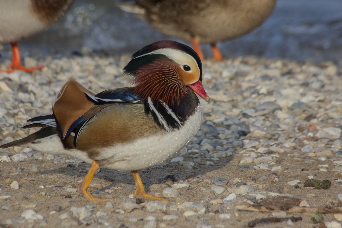 Mandarin Duck - ML522726191