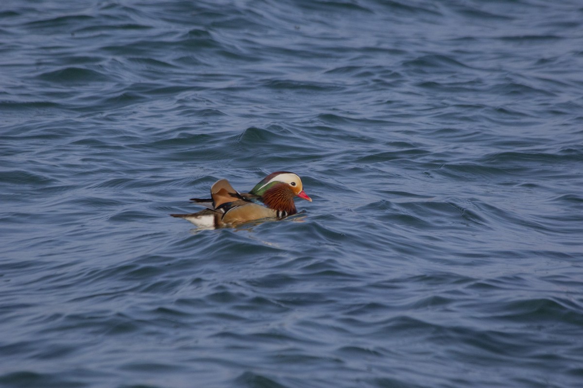 Mandarin Duck - ML522726201