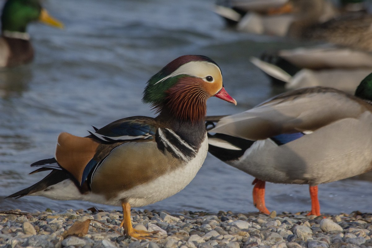 Mandarin Duck - ML522726211