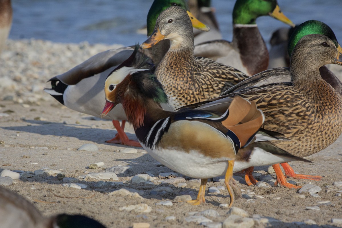 Mandarin Duck - ML522726221