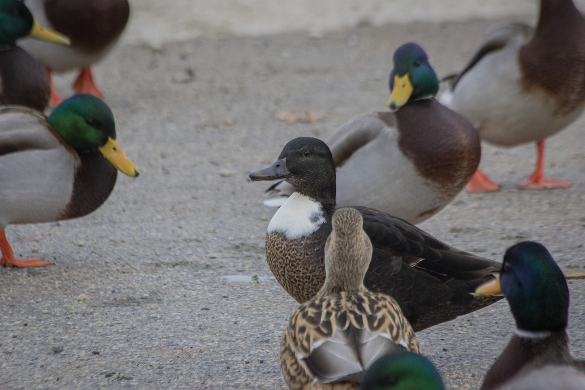 Canard colvert (forme domestique) - ML522726371