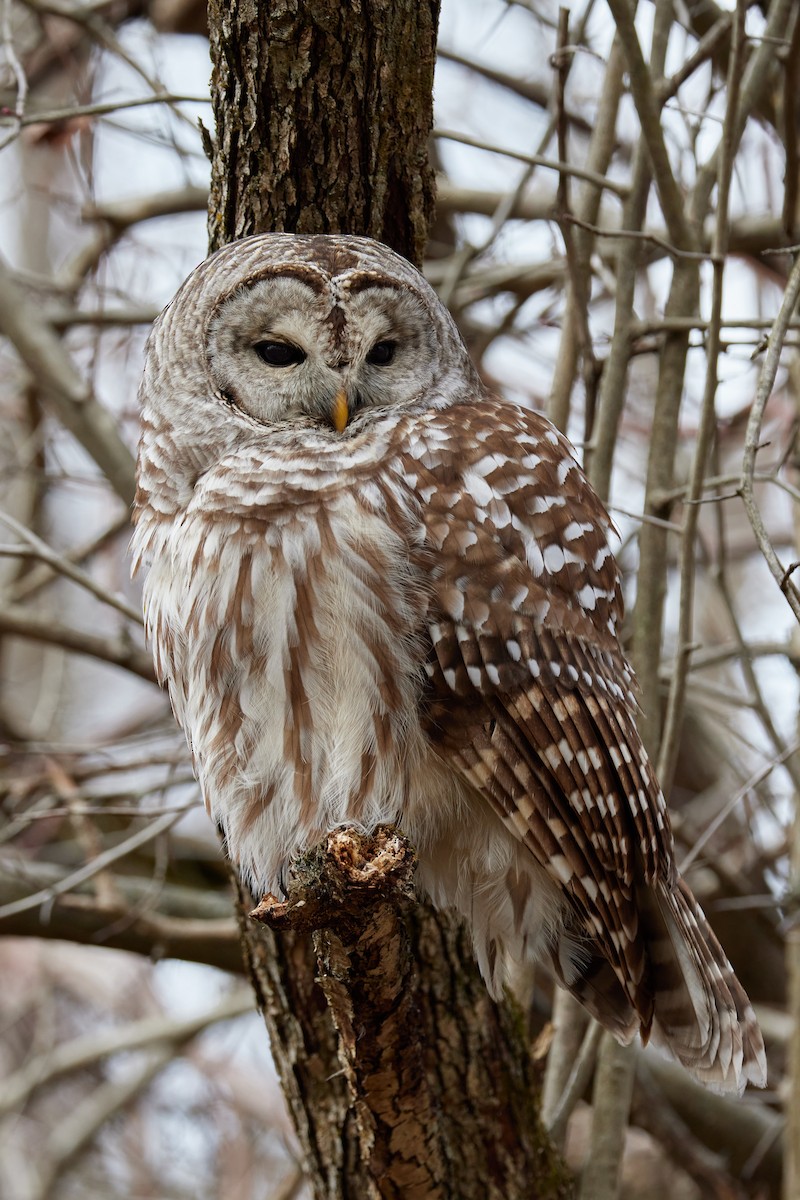 Barred Owl - ML522726941