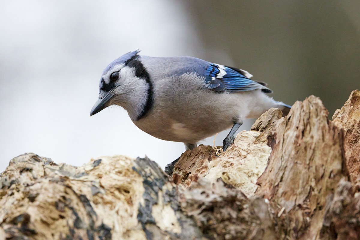 Blue Jay - ML522727021