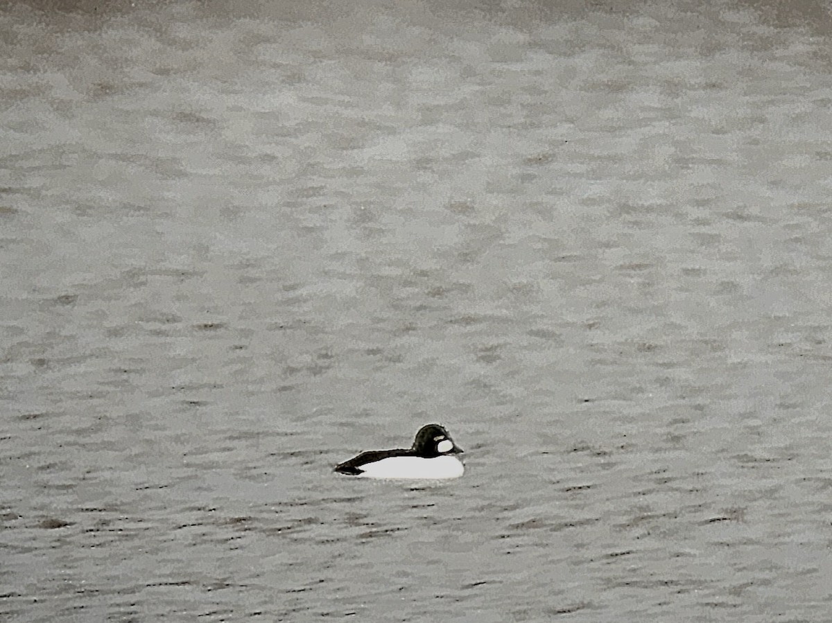 Common Goldeneye - ML522729171