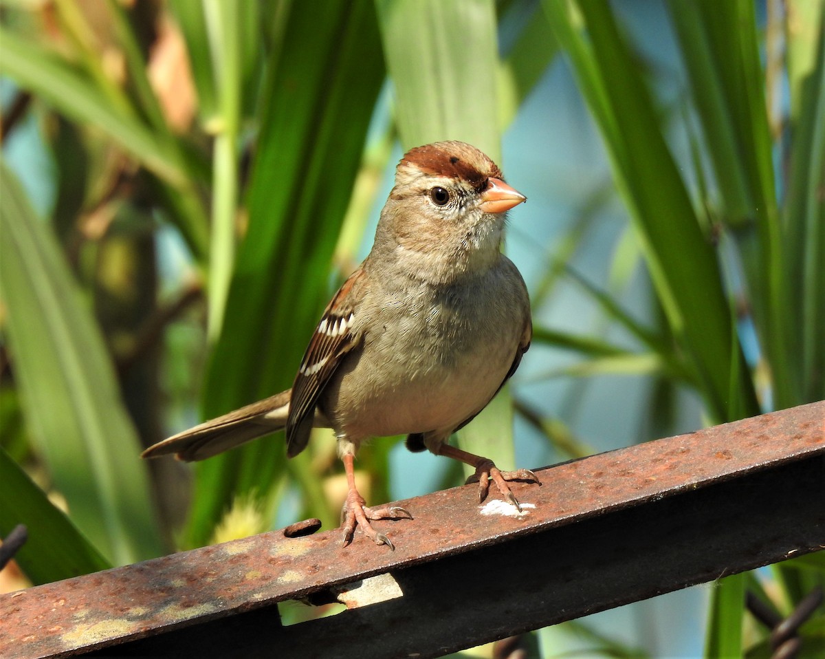 White-crowned Sparrow - david gabay