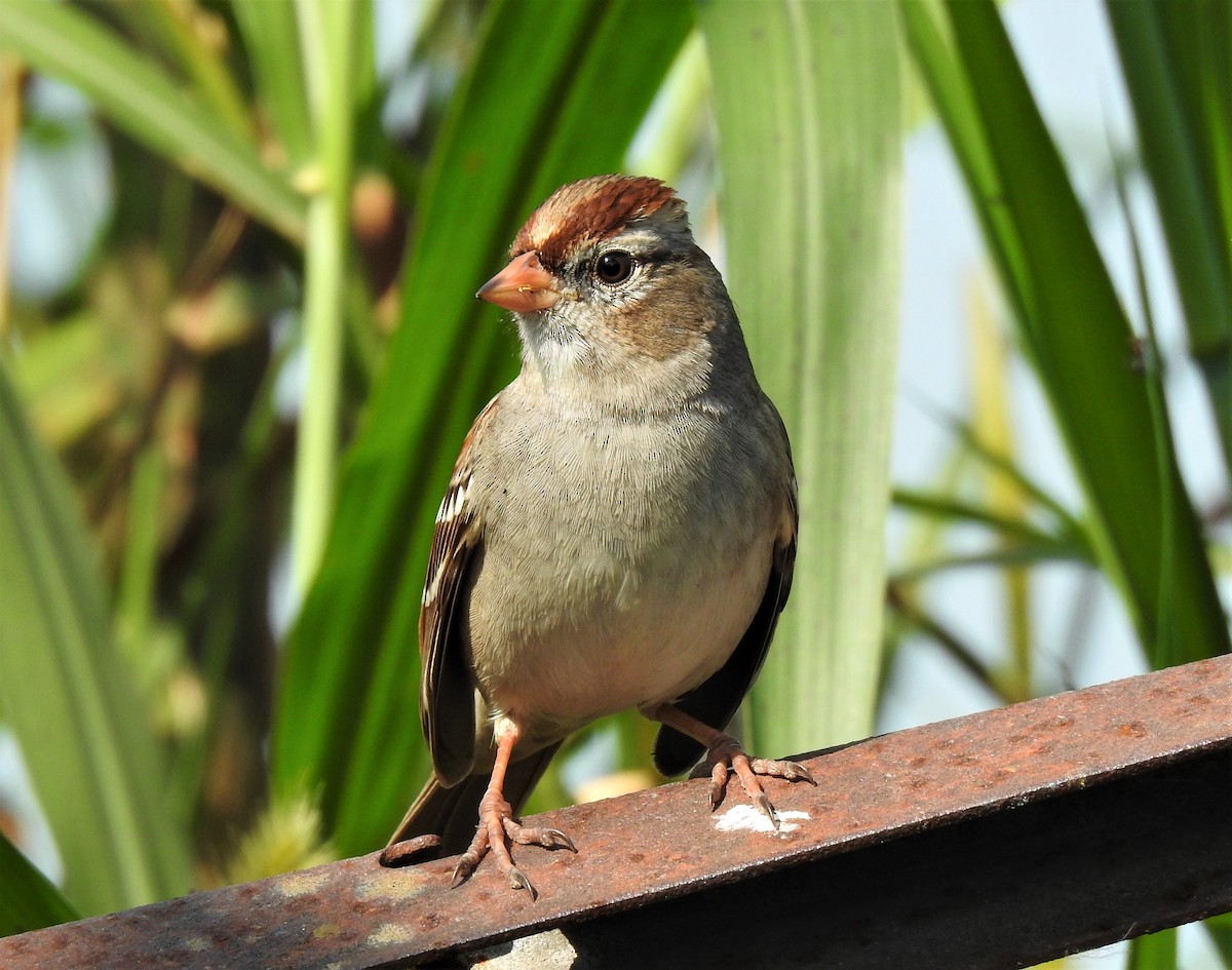 White-crowned Sparrow - david gabay