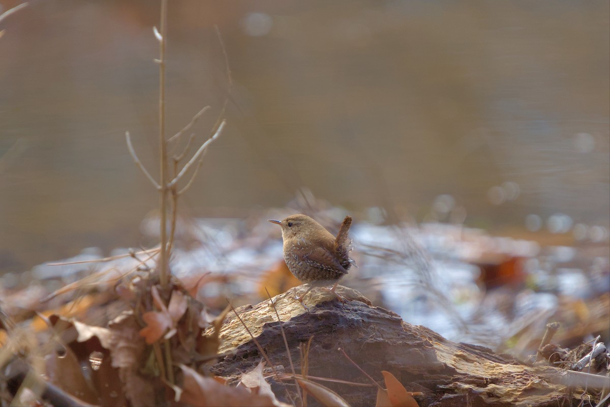 Winter Wren - ML522730441