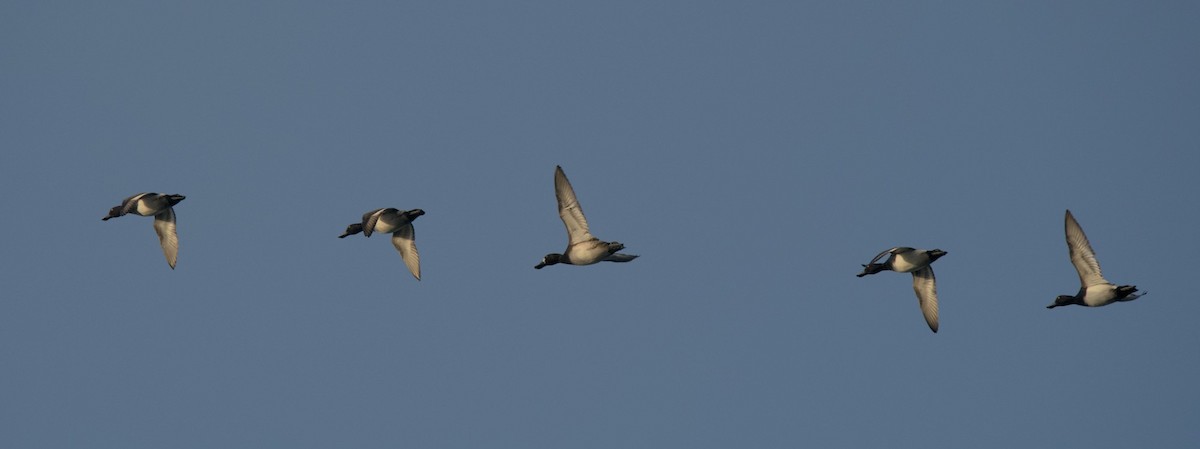 Lesser Scaup - ML522730651