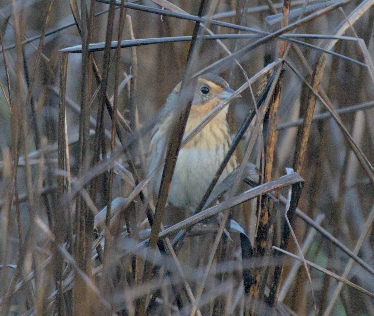 Nelson's Sparrow - ML522731331