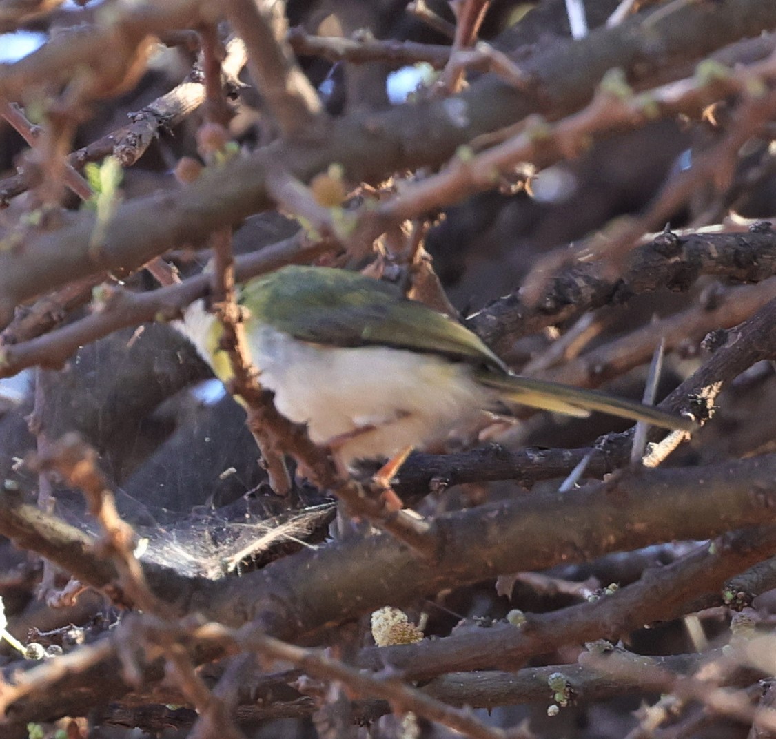 Yellow-breasted Apalis (Brown-tailed) - ML522732451