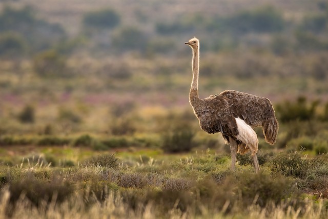 Common Ostrich