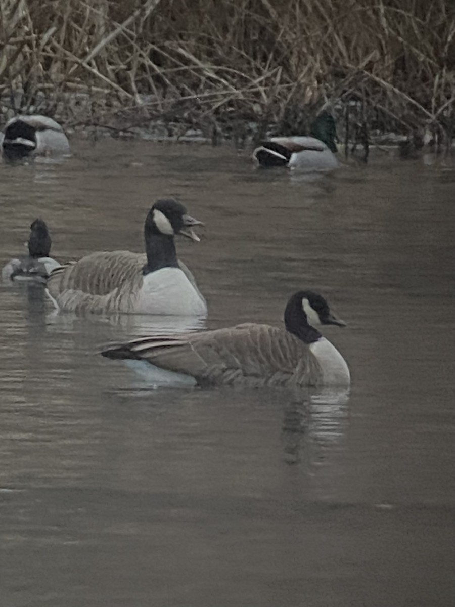 Canada Goose - ML522733391