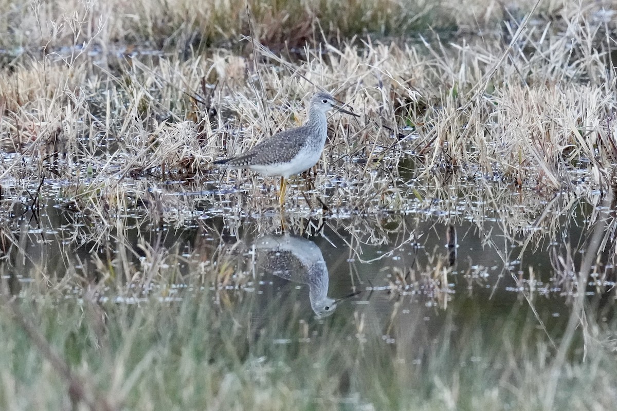 Lesser Yellowlegs - ML522734211