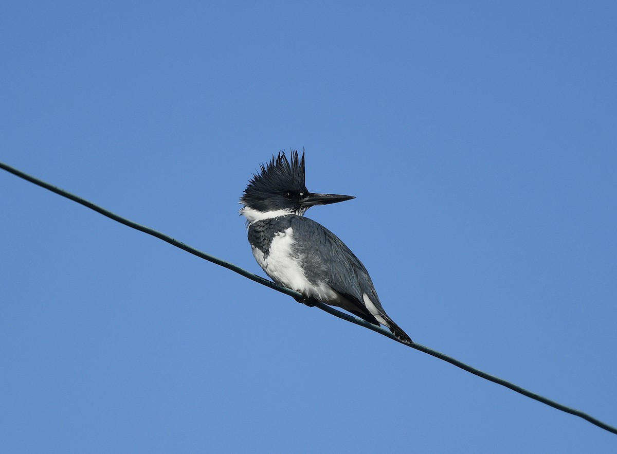 Belted Kingfisher - ML522734591