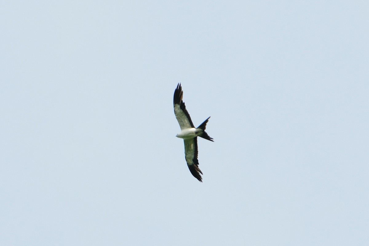 Swallow-tailed Kite - ML522734631
