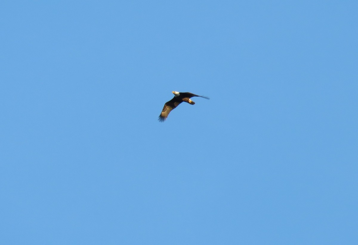 Bald Eagle - ML522734801