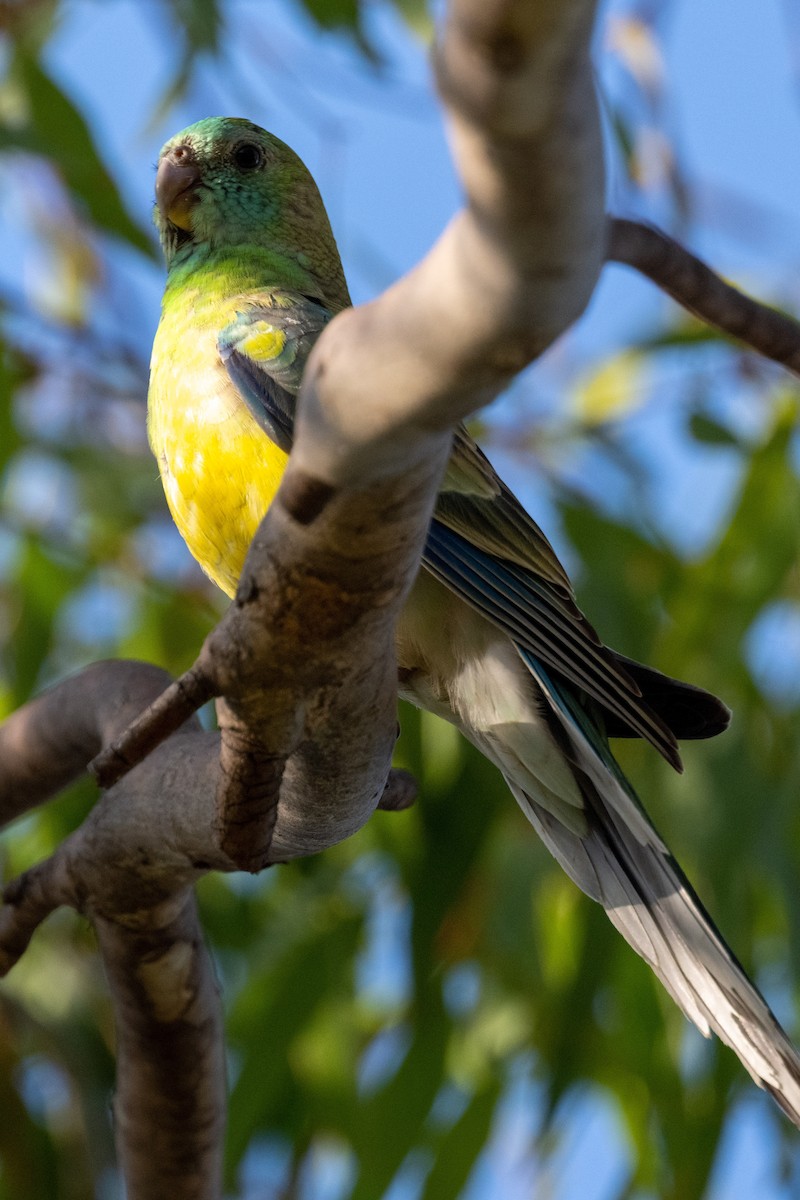 Red-rumped Parrot - ML522735241