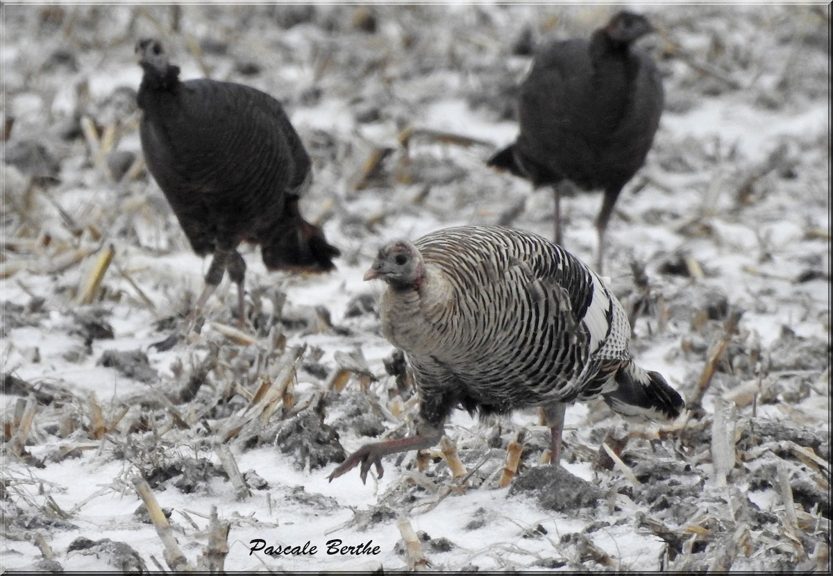 Wild Turkey - Pascale Berthe