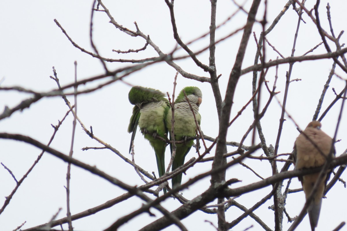 Monk Parakeet - ML522736331