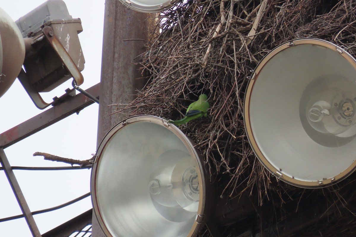 Monk Parakeet - ML522736341