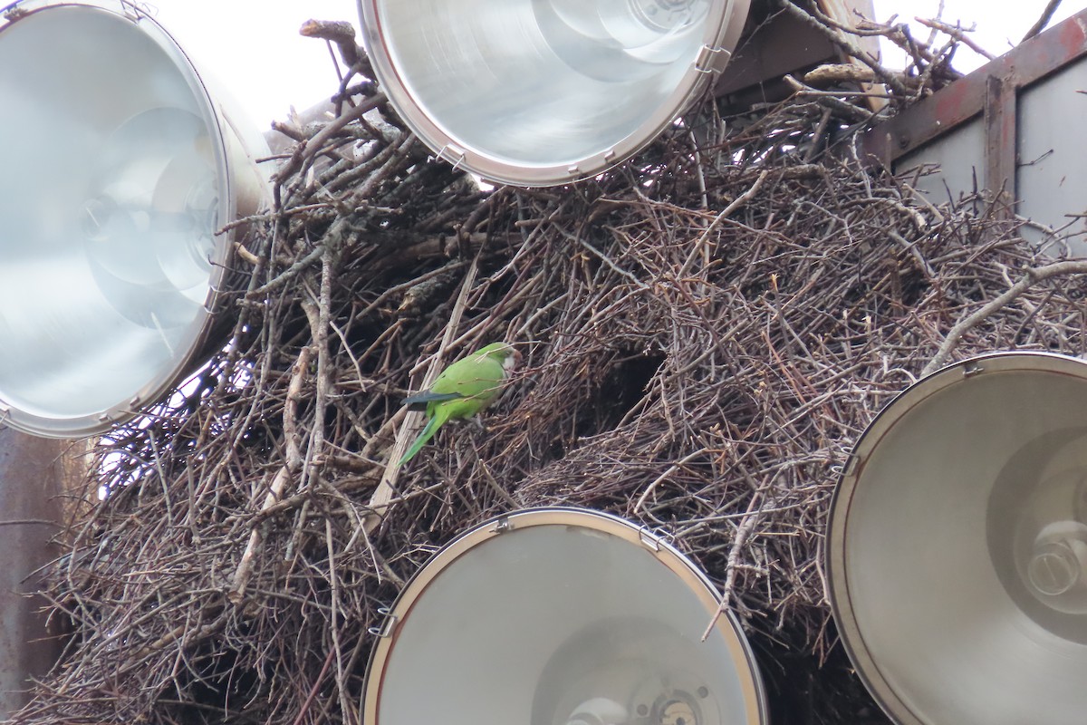 Monk Parakeet - ML522736351