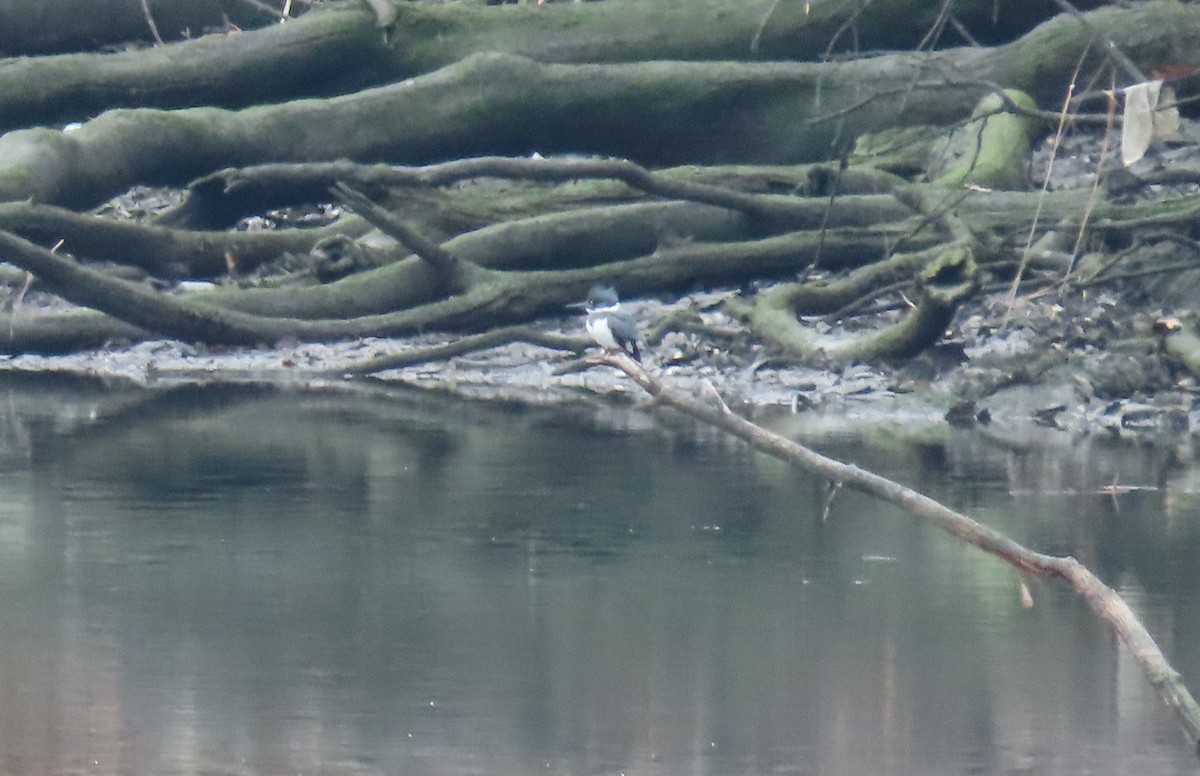 Belted Kingfisher - ML522736721