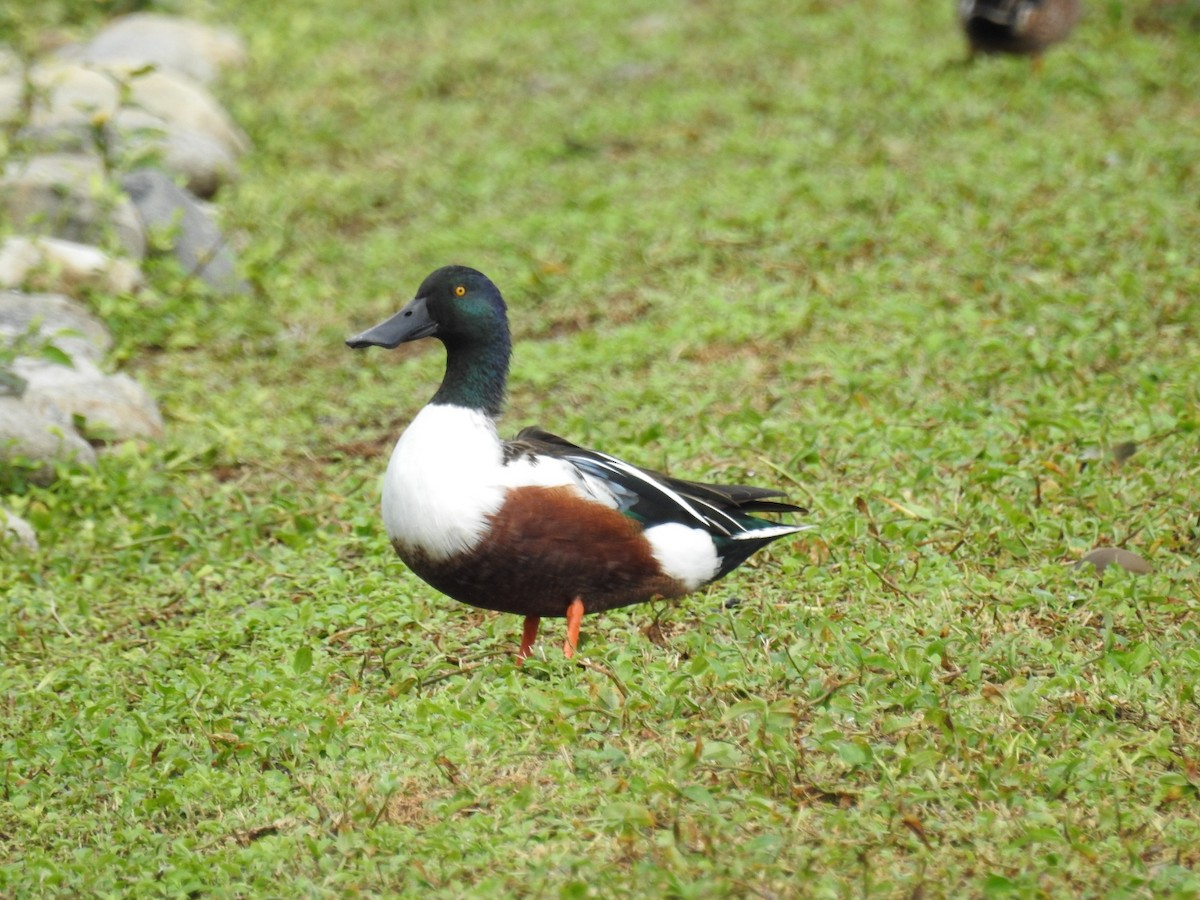 Northern Shoveler - Francisco Dubón