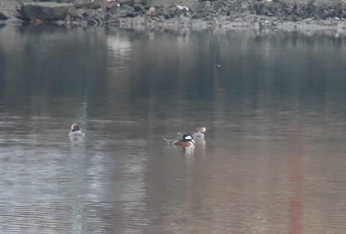 Hooded Merganser - ML522736751