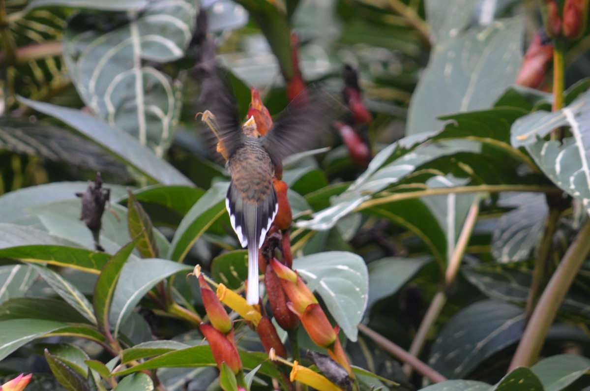 kolibřík šupinkohrdlý - ML52273681