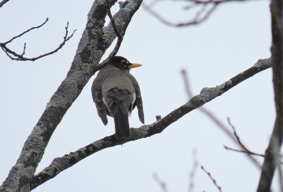 American Robin - ML522736981