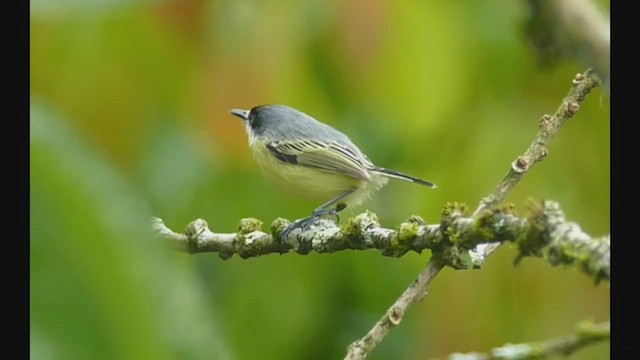 Common Tody-Flycatcher - ML522737621