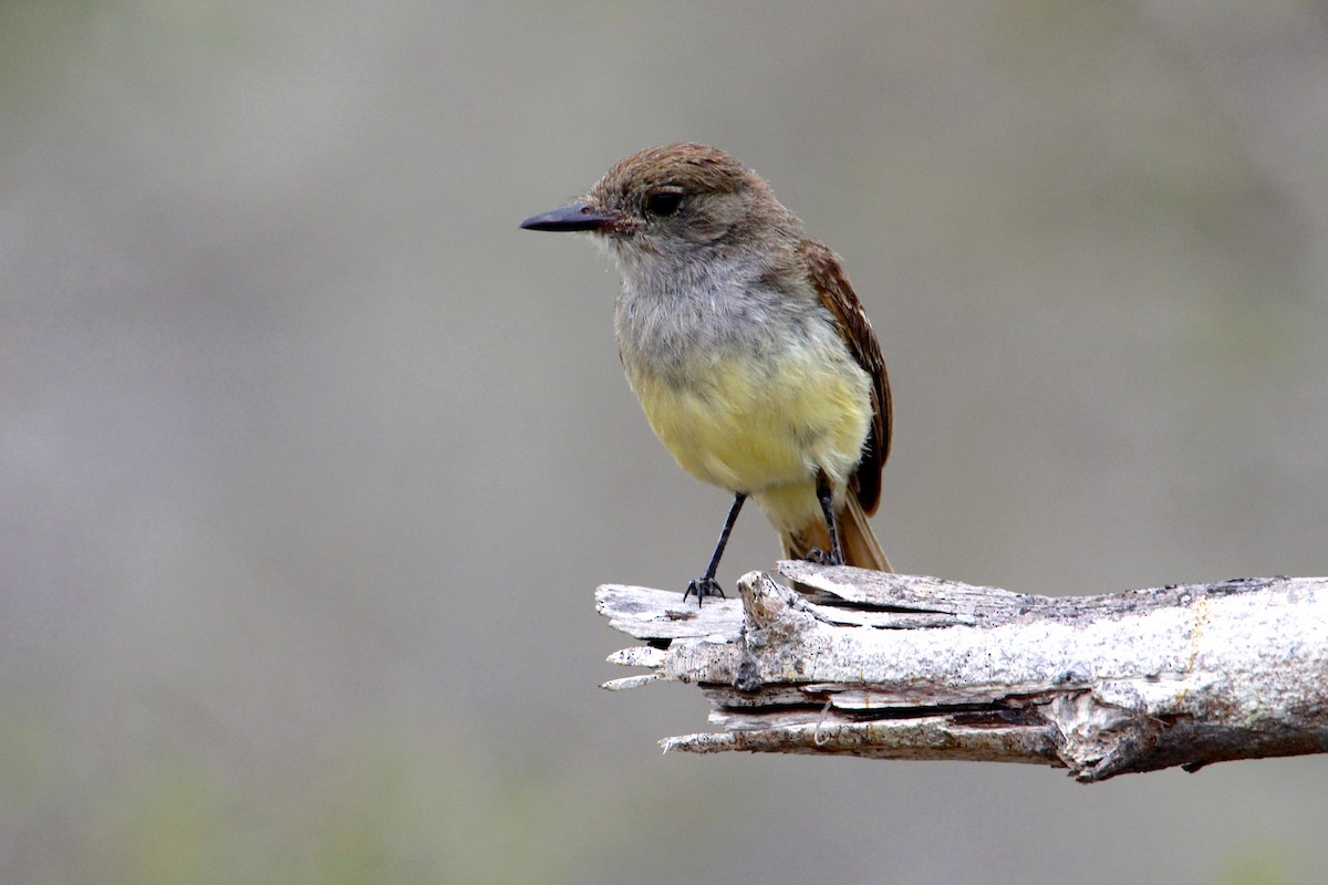 Galapagos Flycatcher - Robbin Mallett