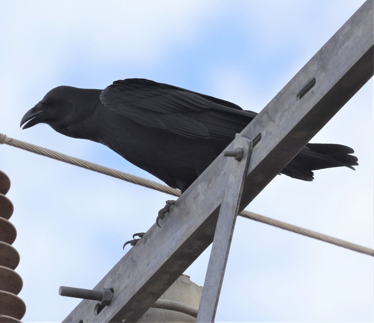 Somali Crow - ML522738191